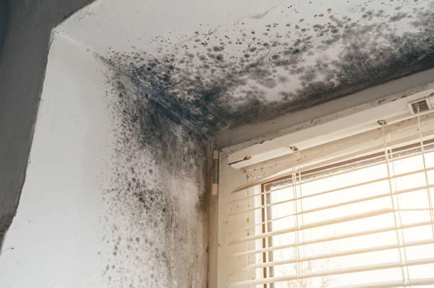 Affordable Basement Mold Removal solutions in Jamaica Plain, MA